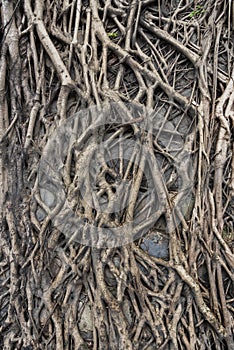 Root of banyan tree on wall
