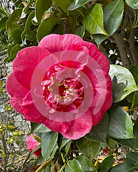 Closeup view of a rose bloom of Camillia japonica in the Garden of the Villa Carlotta in Tremezzo.