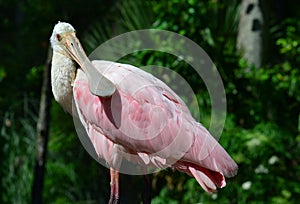 Closeup view of a Roseate Spoonbill.
