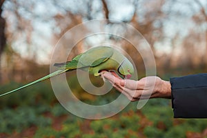 Closeup view of a Roseringed Parakeet perched on a hand in a London park at sunset.