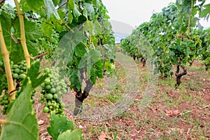 A closeup view of the rows of green grk grapes grown at one of many wine vineyards on Kurcula island in Croatia.