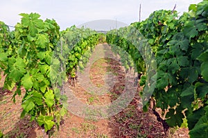 A closeup view of the rows of green grk grapes grown at one of many wine vineyards on Kurcula island in Croatia.