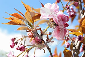 Closeup view of sakura tree with beautiful blossom. Japanese cherry