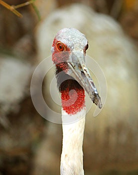 Closeup view of Sarus Crane with sharp beak