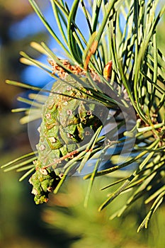 Closeup view of a scots pine cone in summer