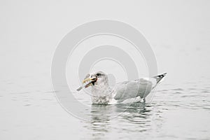 Closeup view of a sea gull eating a fish while swimming in Puget Soun