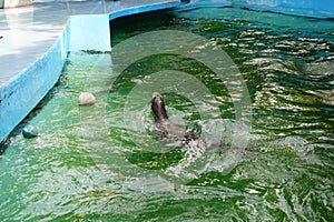 A closeup view of a sea lion while showing his talents for spectators.