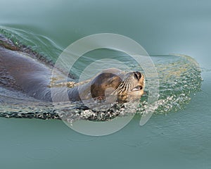 Closeup view of sea lion swimming