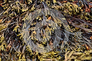 Closeup View of Seaweed at a Coastal Location