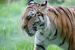 Closeup view of a siberian tiger