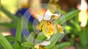Closeup view of single beautiful blooming Lady\'s slipper orchid flower.