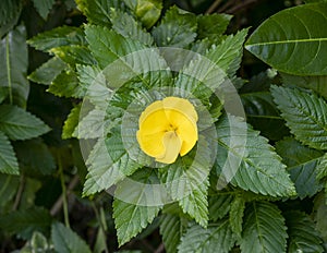 Closeup view of a single bloom of Damiana, turnera diffusa, on the Island of Maui in the State of Hawaii.