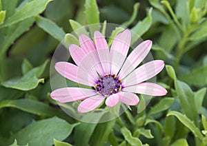 Closeup view single bloom purple gerbera daisy photo