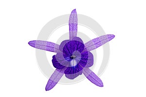 Closeup view of single blooming Petrea volubilis flower isolated on white background