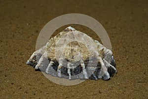 Closeup view of Siphonaria gigas, Panama