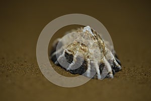 Closeup view of Siphonaria gigas, Panama