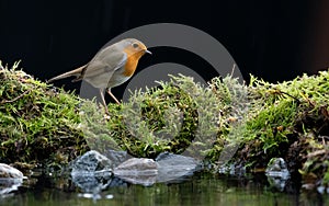 Closeup view of a small European robin perched on the grass in a dark background