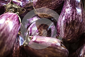 Closeup view of small purple Asian eggplants, food background photography. Pile of fresh eggplants at Indian market, vegetarian