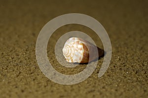 Closeup view of small shell of Conus maya, Yucatan