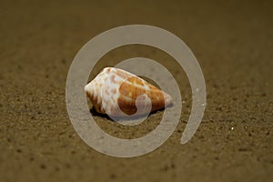 Closeup view of small shell of Conus maya, Yucatan