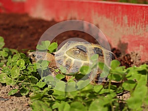 Closeup view of small Steppe tortoise