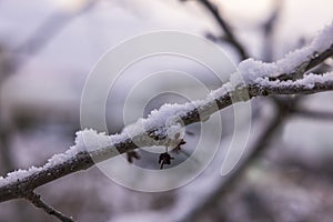 Closeup view of snow covered cherry branches. Beautiful winter landscape.