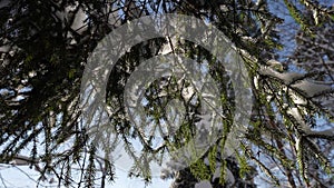 closeup view on snowy spruces branches in forest at sunny winter day, details of nature