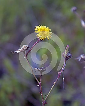 Sonchus oleraceus, commonly known as common sowthistle, smooth sow thistle, milky tassel or milk thistle photo