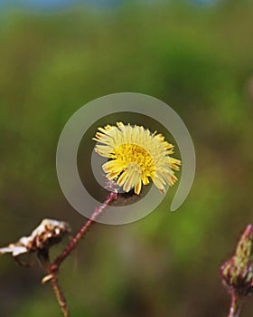 Closeup view of Sonchus oleraceus, commonly known as common sowthistle photo