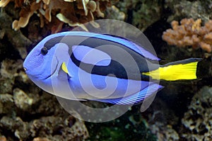 Closeup view of southern Blue Tang fish.