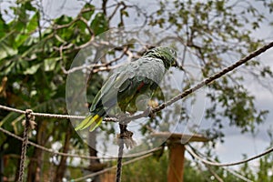 Closeup view of a southern mealy amazon on blurred background