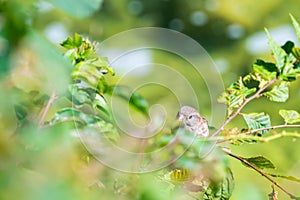 Closeup view of sparrow sitting in green leaf on tree