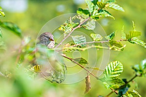 Closeup view of sparrow sitting in green leaf on tree