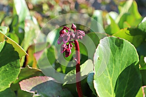 Closeup view of the spike of flowers on a bergenia plant