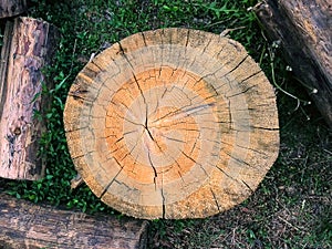 Closeup view of split cross cut section of a wooden log on the grass. Natural organic texture, pattern, background of cracked, rou