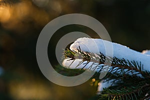 Closeup view of a spruce tree branch photo