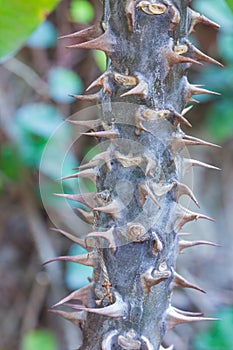 Closeup view of the stem of 'Euphorbia Milii'