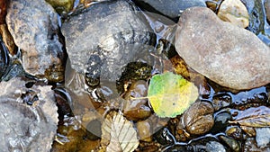 Closeup view of stones and leaves in stream in Mt Mitchell state Park near Marion NC