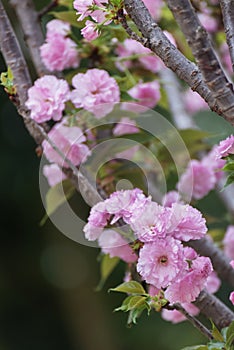 Closeup view of Sukura flower. Prunus serrulata \'Sekiyama
