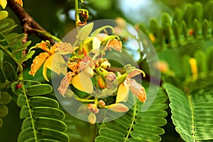 Closeup view of Tamarine Flower