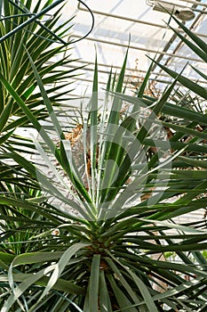 Closeup view of a terrestrial plant, Evergreen palm tree in a greenhouse