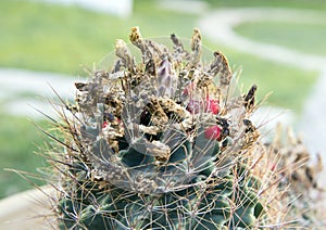 Closeup view of a Texas nipple cactus