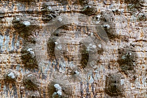 Closeup view of thorns on the trunk of Kapok tree