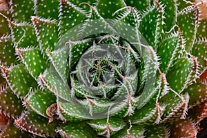 Closeup view of a thorny succulent plant