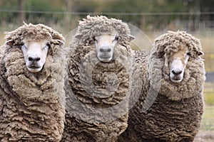 Closeup view of three beautiful Australian sheep with Merino wool