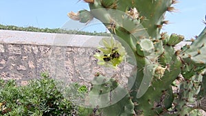 Closeup view of three bees pollinating an opuntia ficus-indica cactus yellow flower in an urban garden.