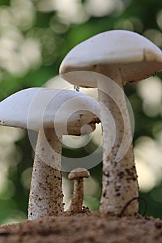 Closeup view of three organic edible mushrooms, water droops and bokhe background