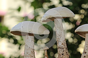 Closeup view of three organic edible mushrooms, water droops and bokhe background