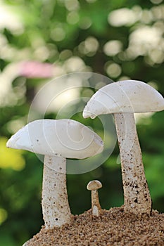 Closeup view of three organic edible mushrooms, water droops and bokhe background