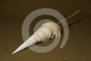 Closeup view of Tibia fusus